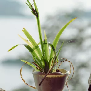 Indoor plant with browning leaf tips in a ceramic pot, used to illustrate troubleshooting in witchy gardening and herb care.