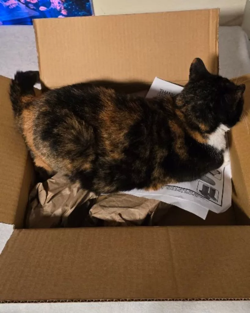 Can sitting in a box on a cat wall hammock before it's assembled