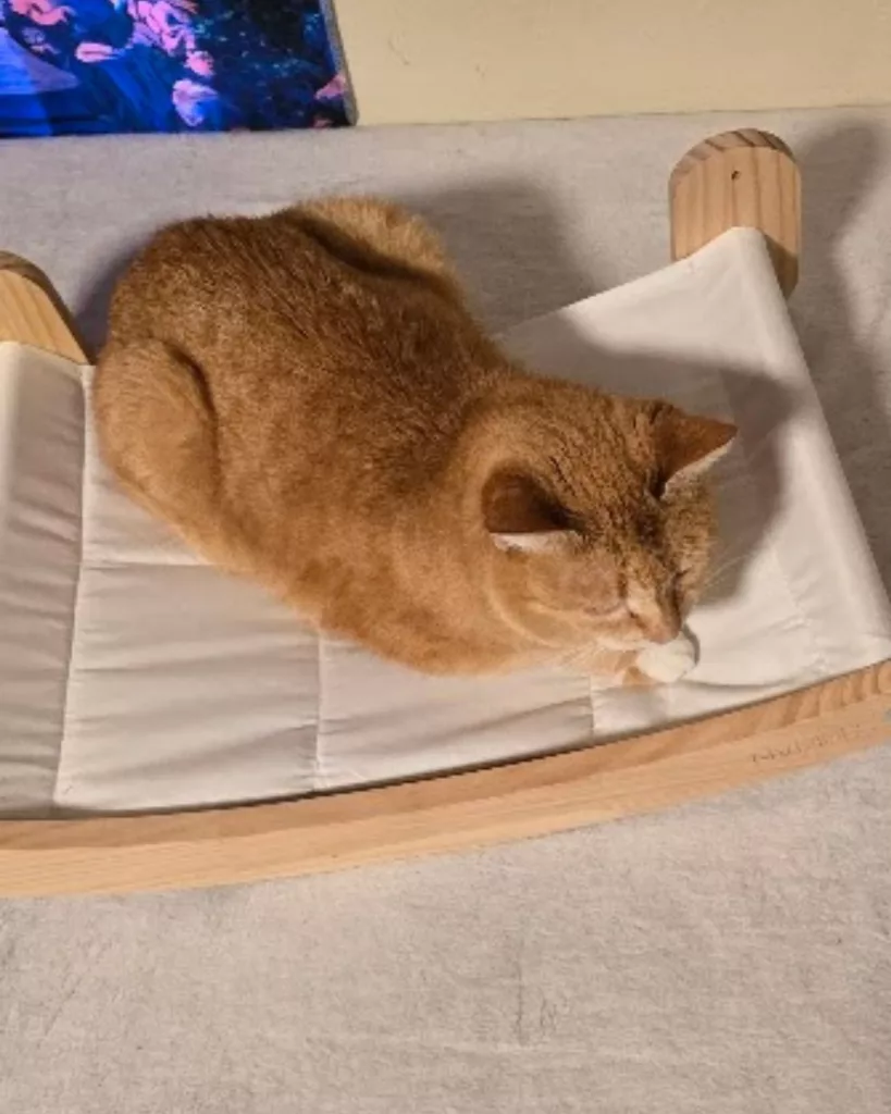 cat sitting on a cat wall hammock before it is hung on the wall